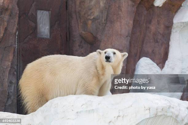 polar bear - クマ stock-fotos und bilder
