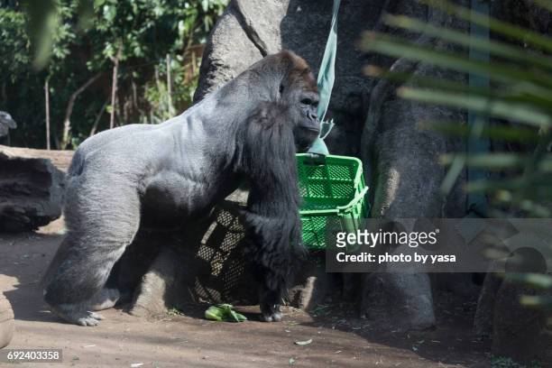 western lowland gorilla - 可愛らしい bildbanksfoton och bilder