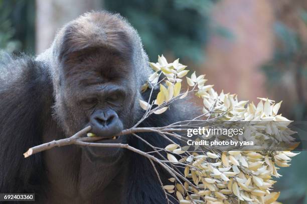 western lowland gorilla - 可愛らしい stock-fotos und bilder