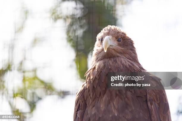 white-tailed eagle - 鳥 stockfoto's en -beelden