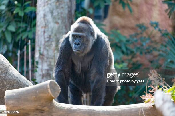 western lowland gorilla - 猿 stock pictures, royalty-free photos & images