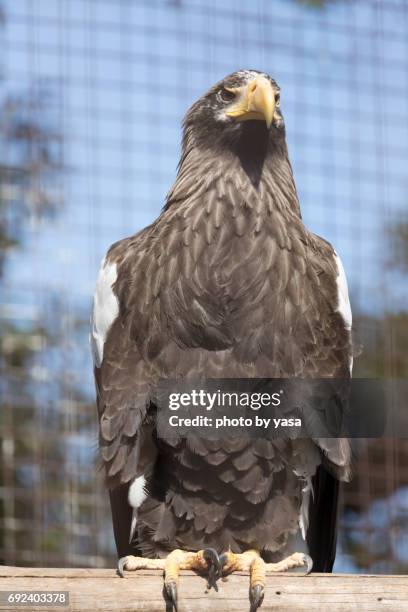 steller's sea eagle - 鳥 stock pictures, royalty-free photos & images