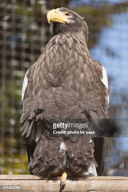 steller's sea eagle - 鳥 stockfoto's en -beelden
