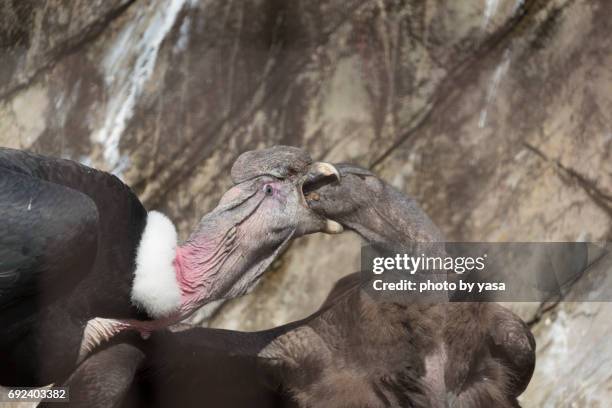 andean condor - 動物の翼 stock pictures, royalty-free photos & images