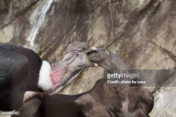 andean condor - 親 bildbanksfoton och bilder