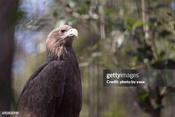 white-tailed eagle - 鳥 stockfoto's en -beelden