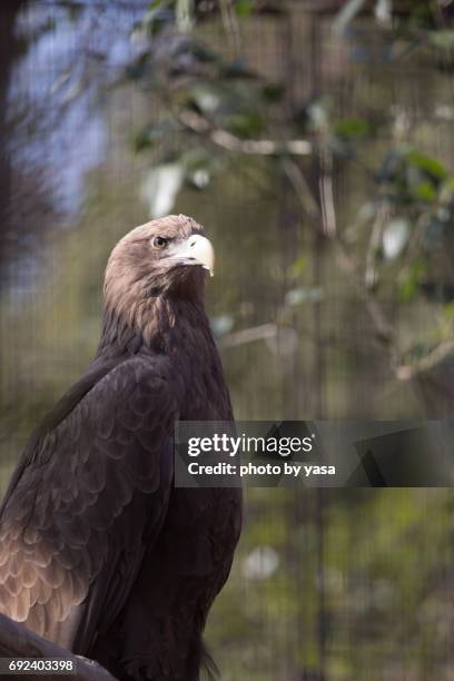 white-tailed eagle - 鳥 stock pictures, royalty-free photos & images