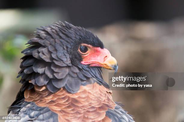 bateleur - 動物の翼 stock-fotos und bilder