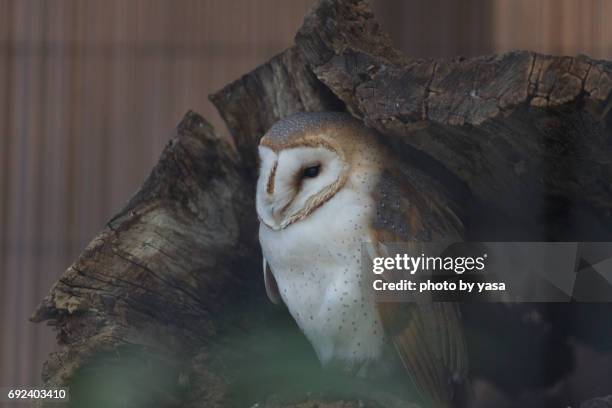 barn owl - フクロウ fotografías e imágenes de stock