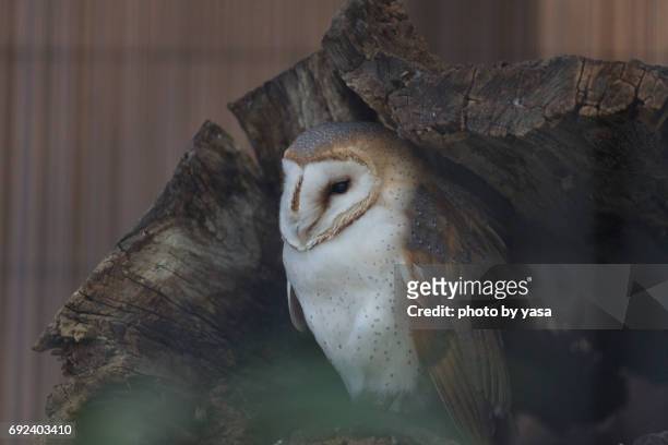 barn owl - 鳥 stockfoto's en -beelden