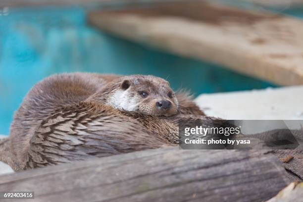 eurasian otter - 眠る foto e immagini stock