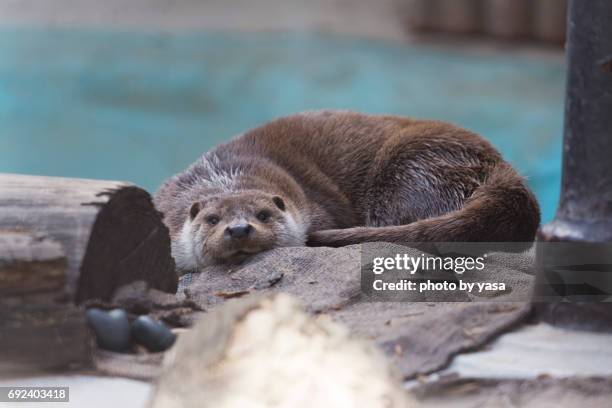 eurasian otter - 可愛らしい stock-fotos und bilder