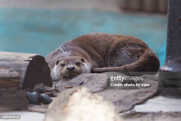 eurasian otter - 眠る fotografías e imágenes de stock