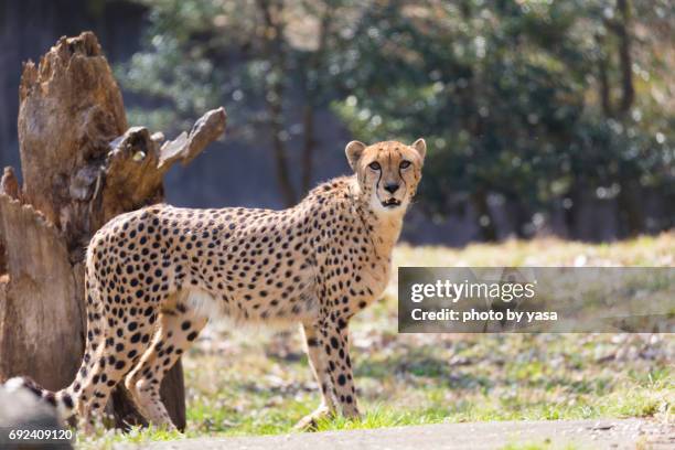 cheetah - 速さ fotografías e imágenes de stock