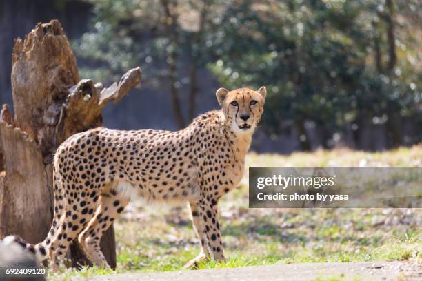 cheetah - チーター stock pictures, royalty-free photos & images