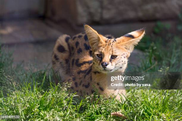 serval - ネコ科 stock pictures, royalty-free photos & images