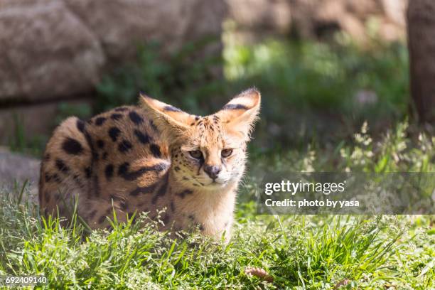 serval - ネコ科 stock pictures, royalty-free photos & images