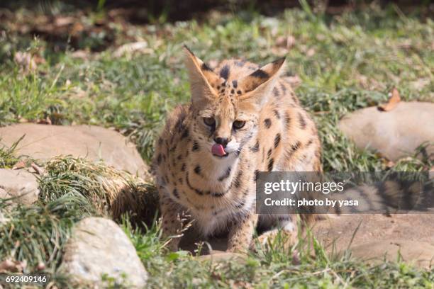 serval - ネコ科 stock pictures, royalty-free photos & images