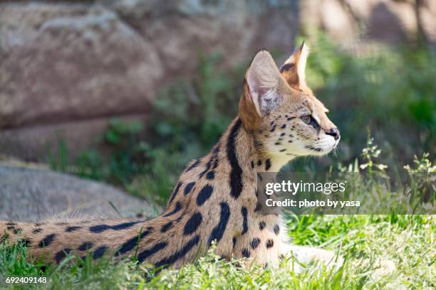 serval - ネコ科 stock-fotos und bilder