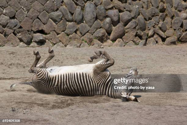 grevy's zebra - シマウマ stock pictures, royalty-free photos & images