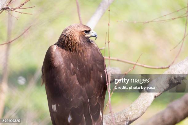 golden eagle - 鳥 stockfoto's en -beelden