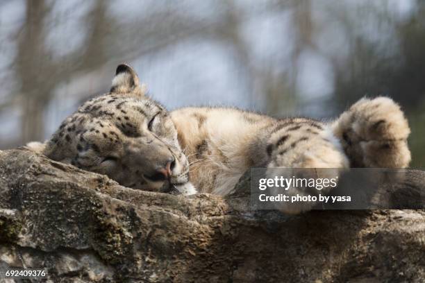 snow leopard - ネコ科 stock pictures, royalty-free photos & images
