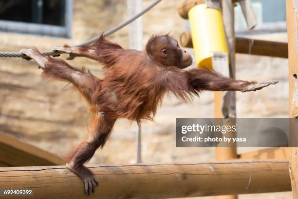 borneo orangutan - 可愛らしい stock-fotos und bilder