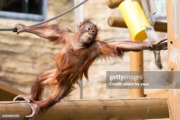 borneo orangutan - 猿 fotografías e imágenes de stock