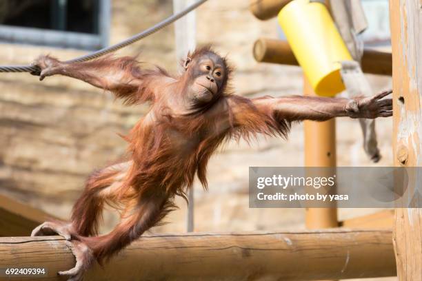 borneo orangutan - 猿 stock pictures, royalty-free photos & images