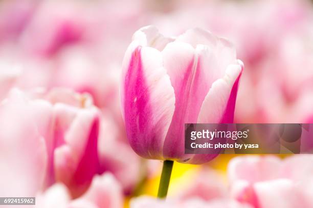 tulip - 造園 bildbanksfoton och bilder
