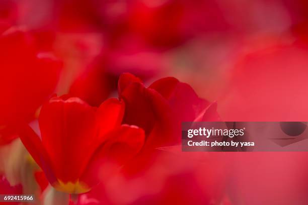 tulip - 造園 bildbanksfoton och bilder