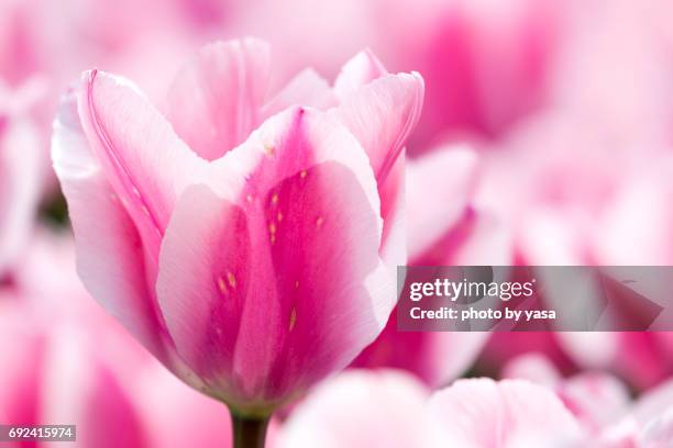 tulip - 造園 bildbanksfoton och bilder