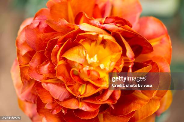 Tulip High-Res Stock Photo
