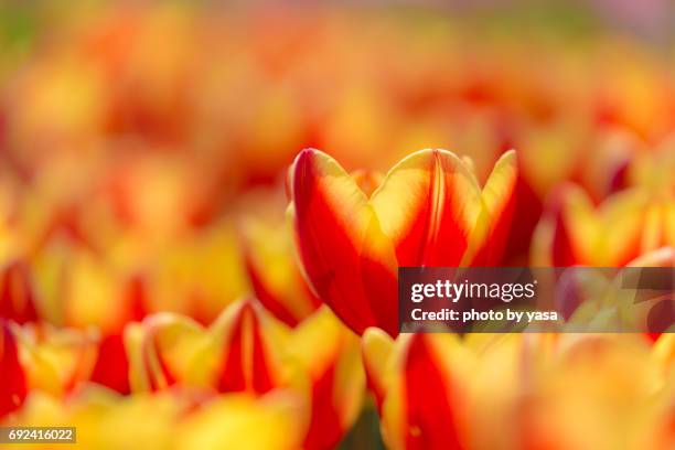 tulip - 造園 bildbanksfoton och bilder