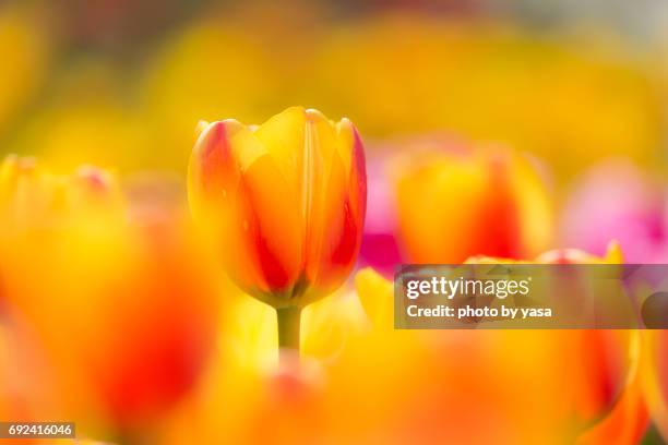 tulip - 造園 bildbanksfoton och bilder