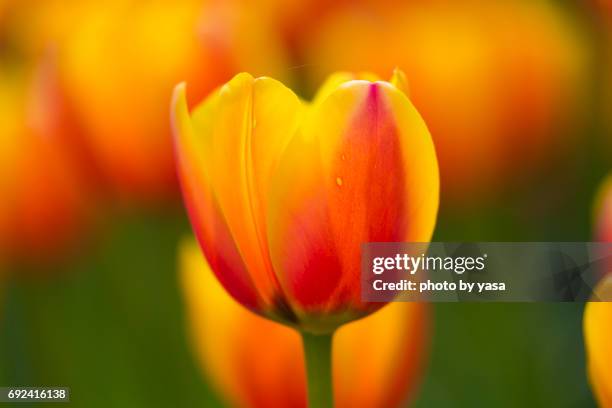 tulip - 造園 bildbanksfoton och bilder