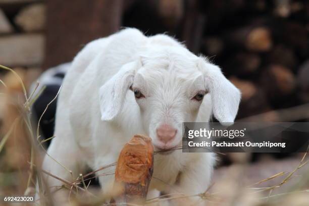 young white lamb in nepal - jammu und kaschmir stock-fotos und bilder