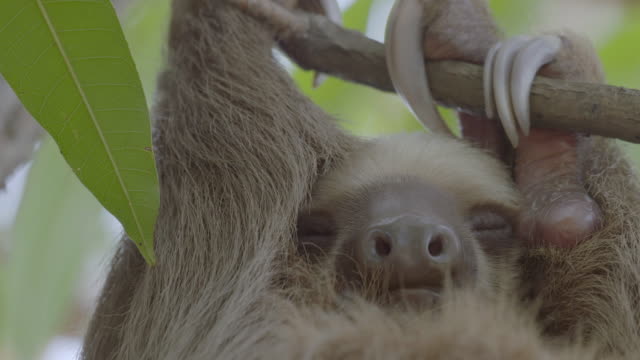 5,418 Sloth Animal Videos and HD Footage - Getty Images
