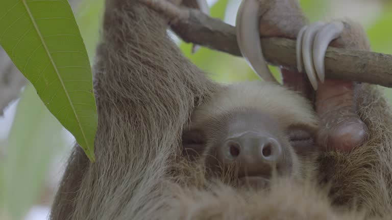 5,418 Sloth Animal Videos and HD Footage - Getty Images 5,418 Sloth Animal Videos and HD Footage - Getty Images