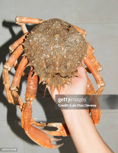 woman holding spider crab - fischmousse stock-fotos und bilder