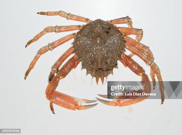 spider crab - spider crab stock pictures, royalty-free photos & images