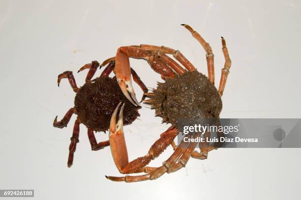 two spider crab - fischmousse stock-fotos und bilder