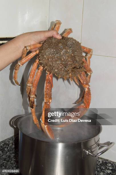 cook introducing spider crab into cooking pan - fischmousse stock-fotos und bilder