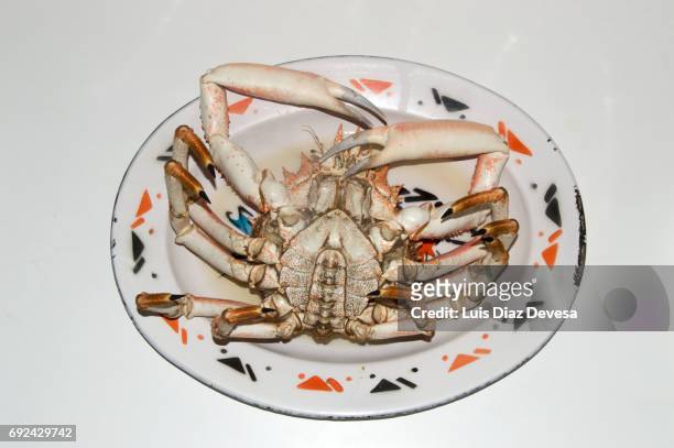spider crab male into font - fischmousse stock-fotos und bilder