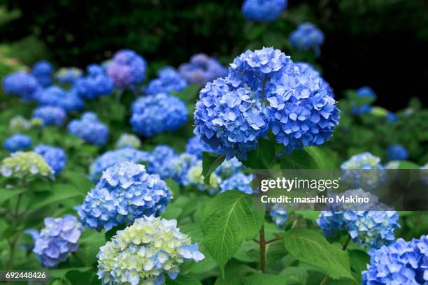 hydrangea flowers - blue hydrangea stock pictures, royalty-free photos & images