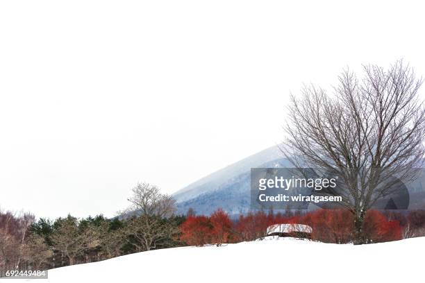 one cherry tree on winter at hachimantai, iwate, japan - 岩手山 ストックフォトと画像