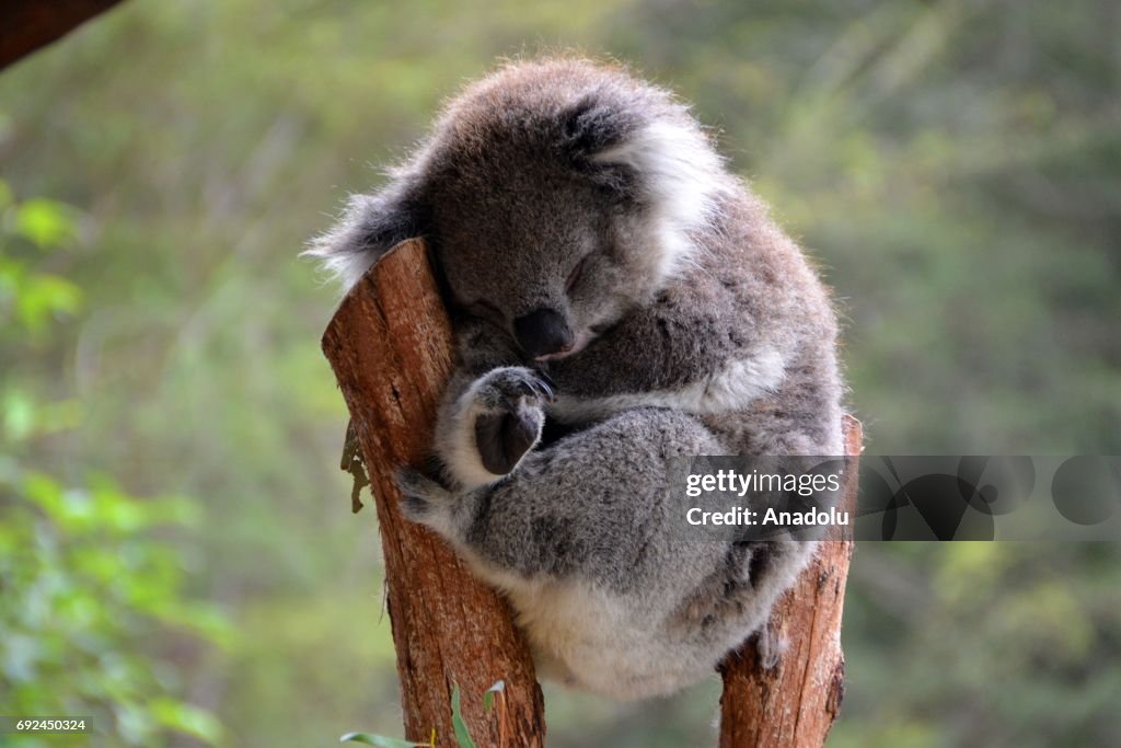 Climate change, rising sea levels put koalas at risk in Australia