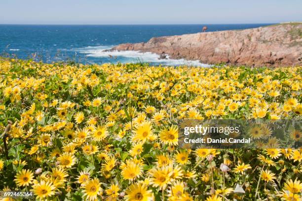 a coruña coastline near the tower of hercules, galicia (spain) - galicia stock pictures, royalty-free photos & images