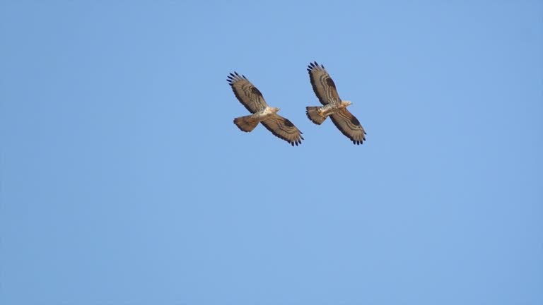 Buzzards 234 Two Buzzards Stock Videos, Footage, & 4K Video Clips - Getty Images
