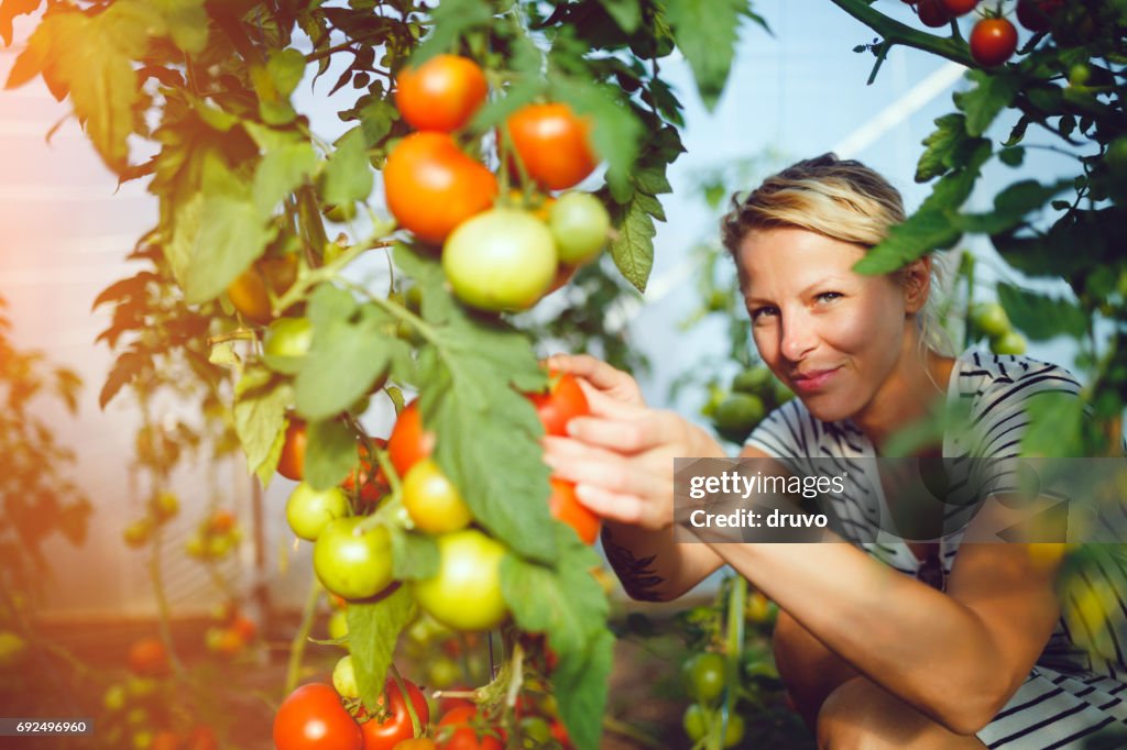 Mujer joven en invernadero de tomate